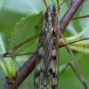 Uodas - Metalimnobia quadrinotata ♂ | Fotografijos autorius : Žilvinas Pūtys | © Macrogamta.lt | Šis tinklapis priklauso bendruomenei kuri domisi makro fotografija ir fotografuoja gyvąjį makro pasaulį.