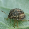 Uoginė skydblakė - Dolycoris baccarum, nimfa | Fotografijos autorius : Vidas Brazauskas | © Macrogamta.lt | Šis tinklapis priklauso bendruomenei kuri domisi makro fotografija ir fotografuoja gyvąjį makro pasaulį.