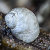 Upinė lipnė - Lithoglyphus naticoides | Fotografijos autorius : Kazimieras Martinaitis | © Macrogamta.lt | Šis tinklapis priklauso bendruomenei kuri domisi makro fotografija ir fotografuoja gyvąjį makro pasaulį.