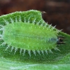 Usninis skydinukas - Cassida vibex, lerva | Fotografijos autorius : Vaida Paznekaitė | © Macrogamta.lt | Šis tinklapis priklauso bendruomenei kuri domisi makro fotografija ir fotografuoja gyvąjį makro pasaulį.