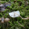 Vėlyvoji šalmabudė - Mycena tintinnabulum | Fotografijos autorius : Vytautas Gluoksnis | © Macrogamta.lt | Šis tinklapis priklauso bendruomenei kuri domisi makro fotografija ir fotografuoja gyvąjį makro pasaulį.