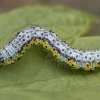 V-Moth - Macaria wauaria, caterpillar | Fotografijos autorius : Žilvinas Pūtys | © Macronature.eu | Macro photography web site