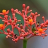 Vaistinis braivėlis - Jatropha podagrica | Fotografijos autorius : Nomeda Vėlavičienė | © Macrogamta.lt | Šis tinklapis priklauso bendruomenei kuri domisi makro fotografija ir fotografuoja gyvąjį makro pasaulį.