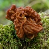 Valgomasis bobausis - Gyromitra esculenta | Fotografijos autorius : Romas Ferenca | © Macrogamta.lt | Šis tinklapis priklauso bendruomenei kuri domisi makro fotografija ir fotografuoja gyvąjį makro pasaulį.