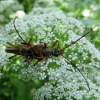 Variable Longhorn Beetle - Stenocorus meridianus | Fotografijos autorius : Vitalii Alekseev | © Macronature.eu | Macro photography web site