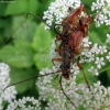 Variable Longhorn Beetle - Stenocorus meridianus | Fotografijos autorius : Vitalii Alekseev | © Macronature.eu | Macro photography web site