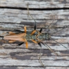 Variable Longhorn Beetle - Stenocorus meridianus | Fotografijos autorius : Zita Gasiūnaitė | © Macronature.eu | Macro photography web site