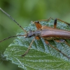 Variable longhorn beetle - Stenocorus meridianus | Fotografijos autorius : Žilvinas Pūtys | © Macronature.eu | Macro photography web site