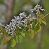 Varpinė medlieva - Amelanchier spicata | Fotografijos autorius : Kęstutis Obelevičius | © Macrogamta.lt | Šis tinklapis priklauso bendruomenei kuri domisi makro fotografija ir fotografuoja gyvąjį makro pasaulį.