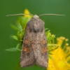 Vasarojinis stiebinukas - Amphipoea fucosa | Fotografijos autorius : Žilvinas Pūtys | © Macrogamta.lt | Šis tinklapis priklauso bendruomenei kuri domisi makro fotografija ir fotografuoja gyvąjį makro pasaulį.