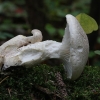 Veiled oyster - Pleurotus dryinus | Fotografijos autorius : Vytautas Gluoksnis | © Macronature.eu | Macro photography web site
