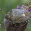 Vernal Shieldbug - Peribalus strictus | Fotografijos autorius : Žilvinas Pūtys | © Macronature.eu | Macro photography web site