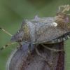 Vernal Shieldbug - Peribalus strictus | Fotografijos autorius : Žilvinas Pūtys | © Macronature.eu | Macro photography web site