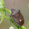 Vernal Shieldbug - Peribalus strictus | Fotografijos autorius : Gintautas Steiblys | © Macronature.eu | Macro photography web site