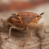 Vernal Shieldbug - Peribalus strictus | Fotografijos autorius : Žilvinas Pūtys | © Macronature.eu | Macro photography web site