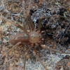 Viduržeminis voras atsiskyrėlis - Loxosceles rufescens | Fotografijos autorius : Gintautas Steiblys | © Macrogamta.lt | Šis tinklapis priklauso bendruomenei kuri domisi makro fotografija ir fotografuoja gyvąjį makro pasaulį.