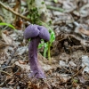 Violet Webcap | Cortinarius violaceus | Fotografijos autorius : Darius Baužys | © Macrogamta.lt | Šis tinklapis priklauso bendruomenei kuri domisi makro fotografija ir fotografuoja gyvąjį makro pasaulį.