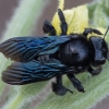 Violet carpenter bee - Xylocopa violacea ♀ | Fotografijos autorius : Žilvinas Pūtys | © Macronature.eu | Macro photography web site