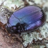 Violetinis juodvabalis - Platydema violaceum | Fotografijos autorius : Kazimieras Martinaitis | © Macrogamta.lt | Šis tinklapis priklauso bendruomenei kuri domisi makro fotografija ir fotografuoja gyvąjį makro pasaulį.