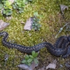 Paprastoji angis - Vipera berus | Fotografijos autorius : Jogaila Mackevičius | © Macrogamta.lt | Šis tinklapis priklauso bendruomenei kuri domisi makro fotografija ir fotografuoja gyvąjį makro pasaulį.