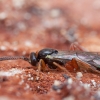 Vytis - Orthocentrus thomsoni ♀ | Fotografijos autorius : Žilvinas Pūtys | © Macrogamta.lt | Šis tinklapis priklauso bendruomenei kuri domisi makro fotografija ir fotografuoja gyvąjį makro pasaulį.