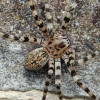 Walckenaer's huntsman spider - Eusparassus walckenaeri juv. ♀ | Fotografijos autorius : Gintautas Steiblys | © Macronature.eu | Macro photography web site