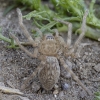 Walckenaer's huntsman spider - Eusparassus walckenaeri juv. ♀ | Fotografijos autorius : Žilvinas Pūtys | © Macronature.eu | Macro photography web site