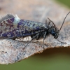 Washed purple - Eriocrania cicatricella | Fotografijos autorius : Gintautas Steiblys | © Macronature.eu | Macro photography web site