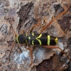 Wasp Beetle - Clytus arietis | Fotografijos autorius : Žilvinas Pūtys | © Macronature.eu | Macro photography web site