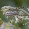 Wasp spider - Argiope bruennichi ♀ subadult | Fotografijos autorius : Žilvinas Pūtys | © Macronature.eu | Macro photography web site