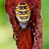 Wasp spider - Argiope bruennichi | Fotografijos autorius : Lukas Jonaitis | © Macronature.eu | Macro photography web site