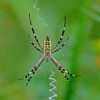 Wasp spider - Argiope bruennichi | Fotografijos autorius : Elmaras Duderis | © Macronature.eu | Macro photography web site