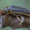 Waterlily leaf beetle - Galerucella nymphaeae | Fotografijos autorius : Žilvinas Pūtys | © Macronature.eu | Macro photography web site