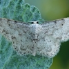 Wave - Idaea camparia | Fotografijos autorius : Gintautas Steiblys | © Macronature.eu | Macro photography web site