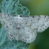 Wave - Idaea camparia | Fotografijos autorius : Gintautas Steiblys | © Macronature.eu | Macro photography web site