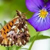 Weaver's Fritillary - Boloria (Clossiana) dia | Fotografijos autorius : Vaida Paznekaitė | © Macronature.eu | Macro photography web site