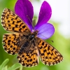 Weaver's Fritillary - Boloria (Clossiana) dia | Fotografijos autorius : Vaida Paznekaitė | © Macronature.eu | Macro photography web site