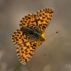 Weaver's Fritillary - Boloria dia | Fotografijos autorius : Eglė Vičiuvienė | © Macronature.eu | Macro photography web site