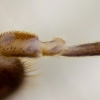 Webspinner - Haploembia palaui ♀ | Fotografijos autorius : Gintautas Steiblys | © Macronature.eu | Macro photography web site