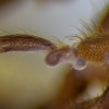 Webspinner - Haploembia palaui ♀ | Fotografijos autorius : Gintautas Steiblys | © Macronature.eu | Macro photography web site