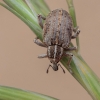 Weevil - Brachypera isabellina | Fotografijos autorius : Gintautas Steiblys | © Macronature.eu | Macro photography web site