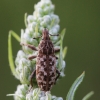 Weevil - Cyphocleonus dealbatus | Fotografijos autorius : Agnė Našlėnienė | © Macronature.eu | Macro photography web site
