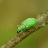 Weevil - Polydrusus pterygomalis | Fotografijos autorius : Romas Ferenca | © Macronature.eu | Macro photography web site