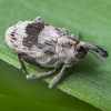 Šilinginis straubliukas - Tapeinotus sellatus | Fotografijos autorius : Kazimieras Martinaitis | © Macrogamta.lt | Šis tinklapis priklauso bendruomenei kuri domisi makro fotografija ir fotografuoja gyvąjį makro pasaulį.