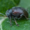 Western Grape Rootworm - Bromius obscurus | Fotografijos autorius : Žilvinas Pūtys | © Macronature.eu | Macro photography web site