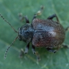 Western Grape Rootworm - Bromius obscurus | Fotografijos autorius : Žilvinas Pūtys | © Macronature.eu | Macro photography web site