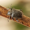 Western Grape Rootworm - Bromius obscurus | Fotografijos autorius : Kazimieras Martinaitis | © Macronature.eu | Macro photography web site