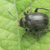 Western Grape Rootworm - Bromius obscurus | Fotografijos autorius : Gintautas Steiblys | © Macrogamta.lt | Šis tinklapis priklauso bendruomenei kuri domisi makro fotografija ir fotografuoja gyvąjį makro pasaulį.