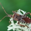 Western conifer seed bug - Leptoglossus occidentalis | Fotografijos autorius : Vaida Paznekaitė | © Macronature.eu | Macro photography web site