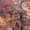 Western conifer seed bug - Leptoglossus occidentalis | Fotografijos autorius : Vaida Paznekaitė | © Macronature.eu | Macro photography web site